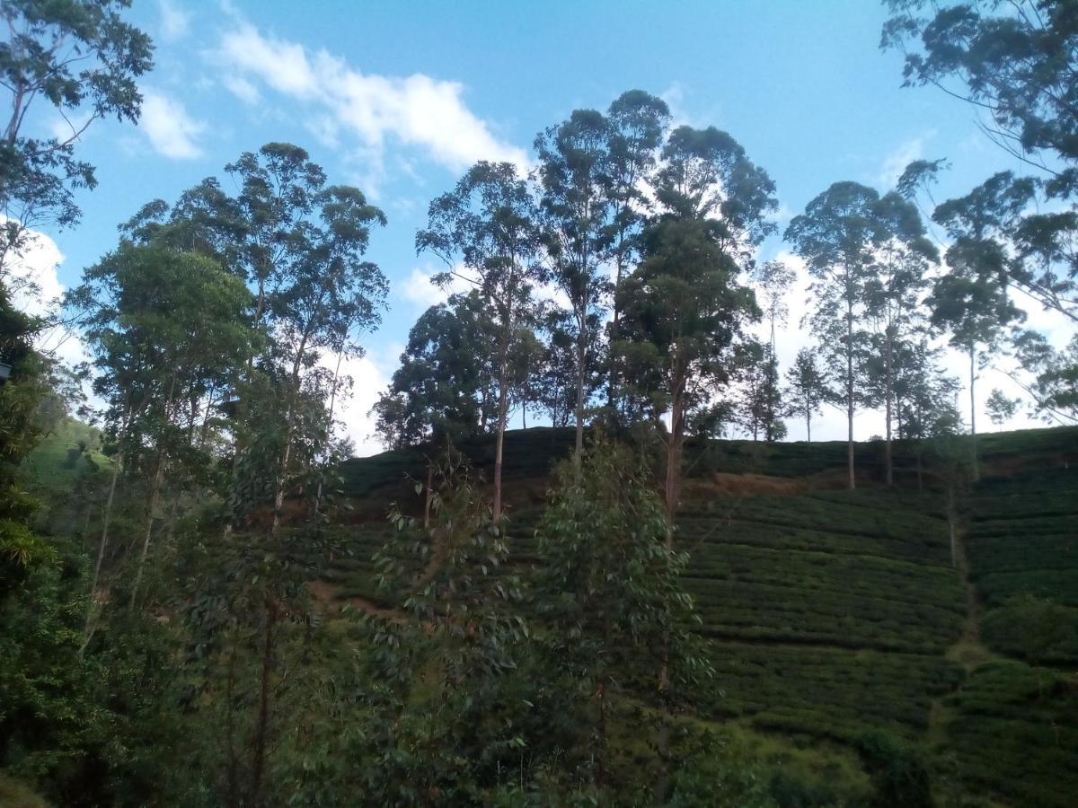 Lily Adam's Peak Couette-café Nallathanniya